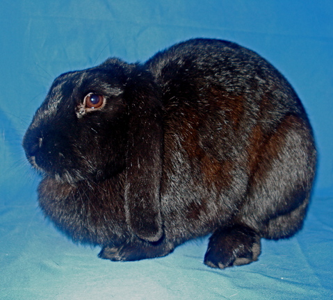 Butterball