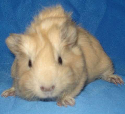 Mr. Tuttle
